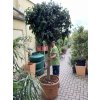 Ficus benjamina spiral 300 cm