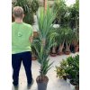 Yucca elegans, juka, původ rostliny Španělsko. 160 cm