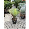 YUCCA ROSTRATA,  Výška rostliny 70 cm