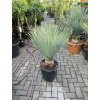 YUCCA ROSTRATA,  Výška rostliny 70 cm