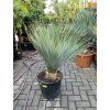 YUCCA ROSTRATA,  Výška rostliny 75 cm