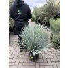 YUCCA ROSTRATA,  Výška rostliny 75 cm