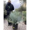 YUCCA ROSTRATA,  Výška rostliny 70 cm