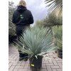YUCCA ROSTRATA,  Výška rostliny 75 cm