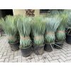 YUCCA ROSTRATA,  Výška rostliny 70 cm