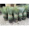 YUCCA ROSTRATA,  Výška rostliny 75 cm