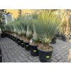 YUCCA ROSTRATA,  Výška rostliny 70 cm