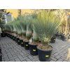 YUCCA ROSTRATA,  Výška rostliny 75 cm