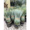 YUCCA ROSTRATA,  Výška rostliny 75 cm