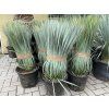 YUCCA ROSTRATA,  Výška rostliny 75 cm