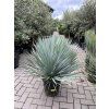 YUCCA ROSTRATA,  Výška rostliny 75 cm