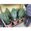 Yucca Rostrata, Výška rostliny 50 cm