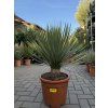 Yucca Rostrata, Výška rostliny 50 cm