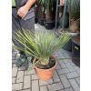 Yucca Rostrata, Výška rostliny 50 cm