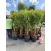 WASHINGTONIA ROBUSTA 160 CM