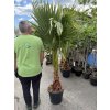 WASHINGTONIA ROBUSTA 170 CM