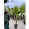 WASHINGTONIA ROBUSTA 180 CM