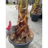 WASHINGTONIA ROBUSTA 170 CM