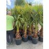 WASHINGTONIA ROBUSTA 160 CM