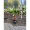 WASHINGTONIA ROBUSTA 160 CM