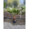 WASHINGTONIA ROBUSTA 170 CM