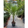 WASHINGTONIA ROBUSTA 170 CM