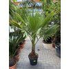 WASHINGTONIA ROBUSTA 180 CM