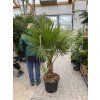 WASHINGTONIA ROBUSTA 180 CM