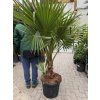 WASHINGTONIA ROBUSTA 160 CM