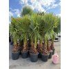 WASHINGTONIA ROBUSTA 160 CM
