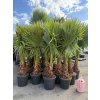 WASHINGTONIA ROBUSTA 170 CM