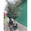 Olea europea - Olivovník.   300 cm