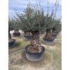 Olea europea, výška 200cm, obvod kmene 120 cm