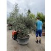 Olea europea, výška 200cm, obvod kmene 120 cm