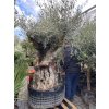 Olea europea, výška 260cm, obvod kmene 200 cm