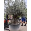 Olea europea, výška 200cm, obvod kmene 120 cm