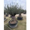 Olea europea, výška 200cm, obvod kmene 120 cm