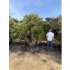 Chamaerops humilis, Žumara 300 cm exemplář