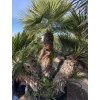 Chamaerops humilis, Žumara 300 cm exemplář