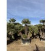 Chamaerops humilis, Žumara 300 cm exemplář