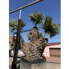 Chamaerops humilis, Žumara 300 cm exemplář