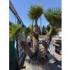 Chamaerops humilis, Žumara 300 cm exemplář