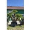 Chamaerops humilis, Žumara 300 cm exemplář