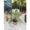 Phoenix roebelenii, Trpasličí datlová palma  60 cm