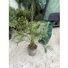 Phoenix roebelenii, Trpasličí datlová palma  60 cm