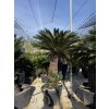 Cycas revoluta 200 cm