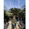 Cycas revoluta 210 cm
