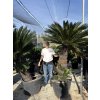 Cycas revoluta 200 cm