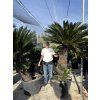 Cycas revoluta 210 cm