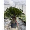 Cycas revoluta 220 cm, 2 hlavy